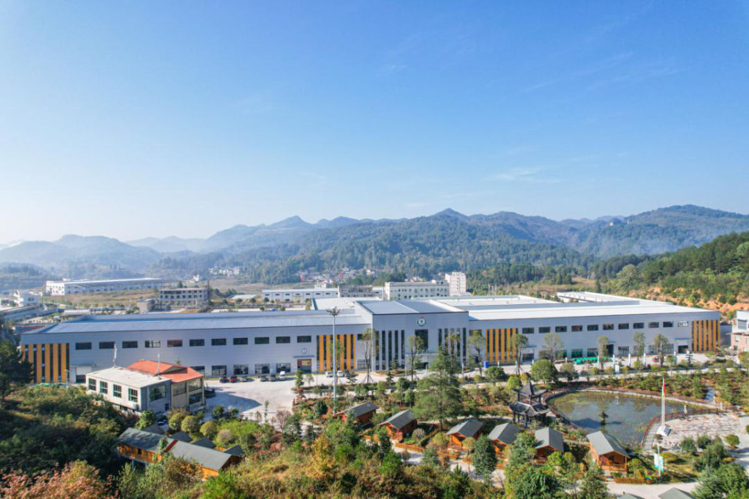 山王果 山王果